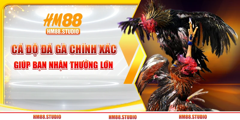 Cá độ đá gà chính xác giúp bạn nhận thưởng lớn