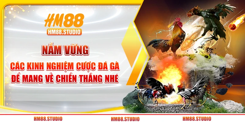 Nắm vững các kinh nghiệm cược đá gà để mang về chiến thắng nhé