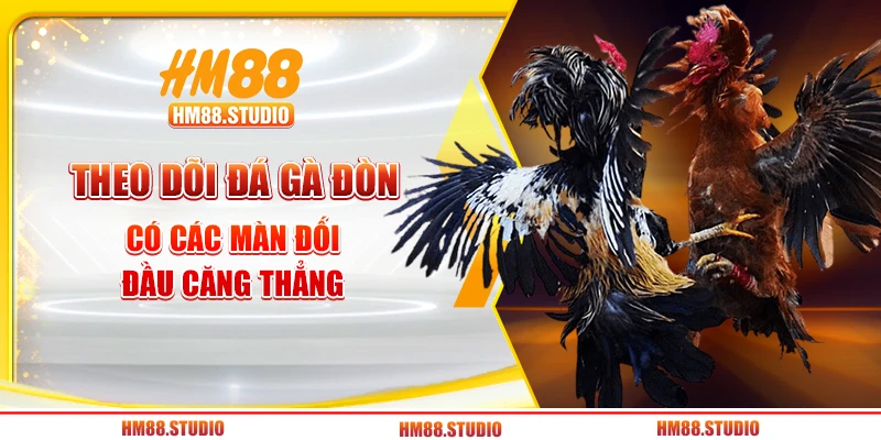 Theo dõi đá gà đòn có các màn đối đầu căng thẳng